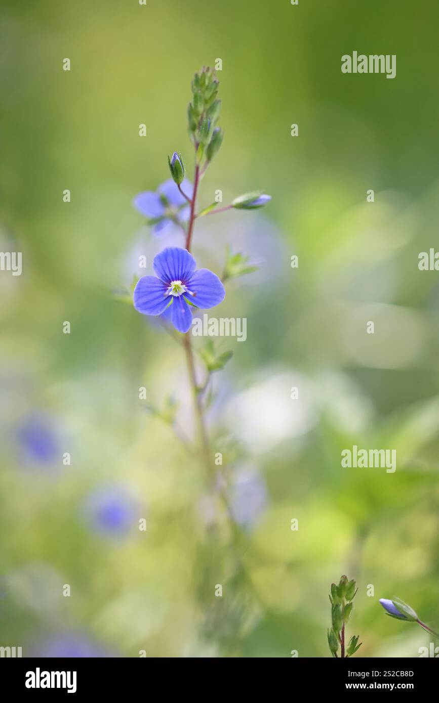 Veronica chamaedrys, conosciuta come Germander speedwell o Bird's-Eye speedwell, pianta selvatica finlandese Foto Stock