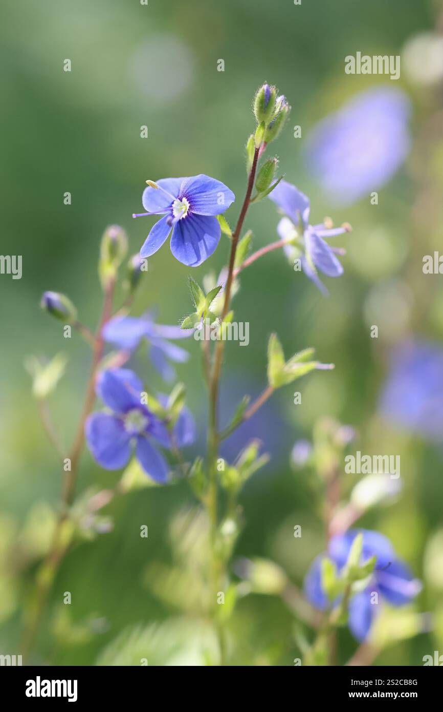 Veronica chamaedrys, conosciuta come Germander speedwell o Bird's-Eye speedwell, pianta selvatica finlandese Foto Stock