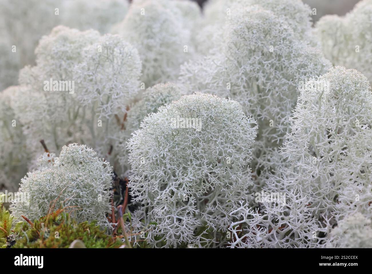 Cladonia stellaris, comunemente nota come renna Lichen con punta a stella, fonte di cibo per renne e caribù Foto Stock