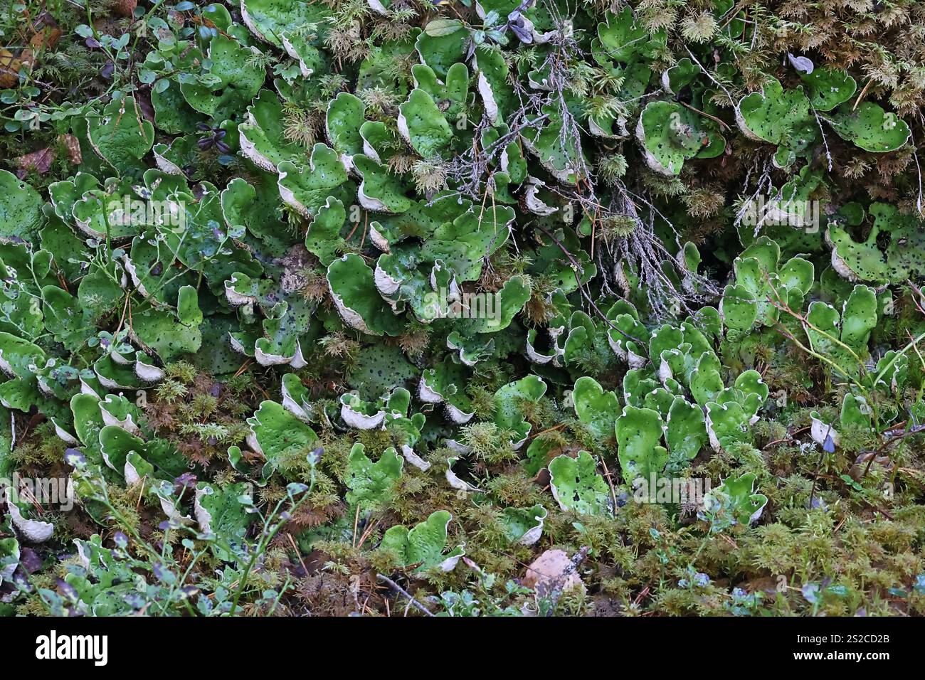 Peltigera aphthosa, comunemente nota come lichene di cane, lichene a foglia, lichene di feltro o peluche di lentiggina comune Foto Stock