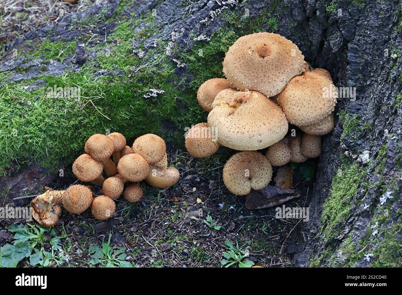 Shaggy scalycap, Pholiota squarrosa, noto anche come shaggy Pholiota o scaly Pholiota, fungo selvatico proveniente dalla Finlandia Foto Stock