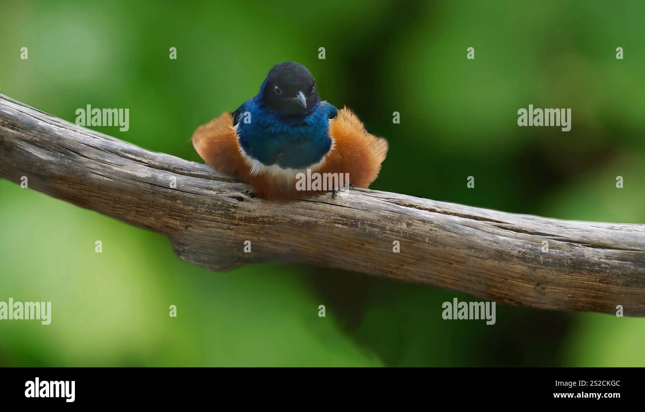 Colorato Songbird arroccato su un ramo di legno su un vibrante sfondo verde Foto Stock