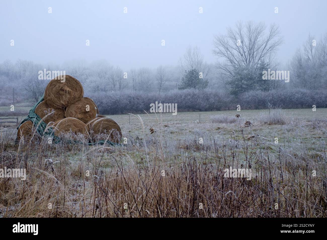 la nebbia gelida ricopre alberi cespugli terreno con gelo nel campo rurale della contea di zala in ungheria Foto Stock