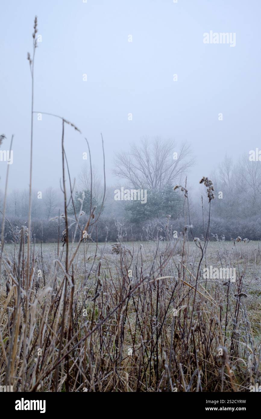 la nebbia gelida ricopre alberi cespugli terreno con gelo nel campo rurale della contea di zala in ungheria Foto Stock