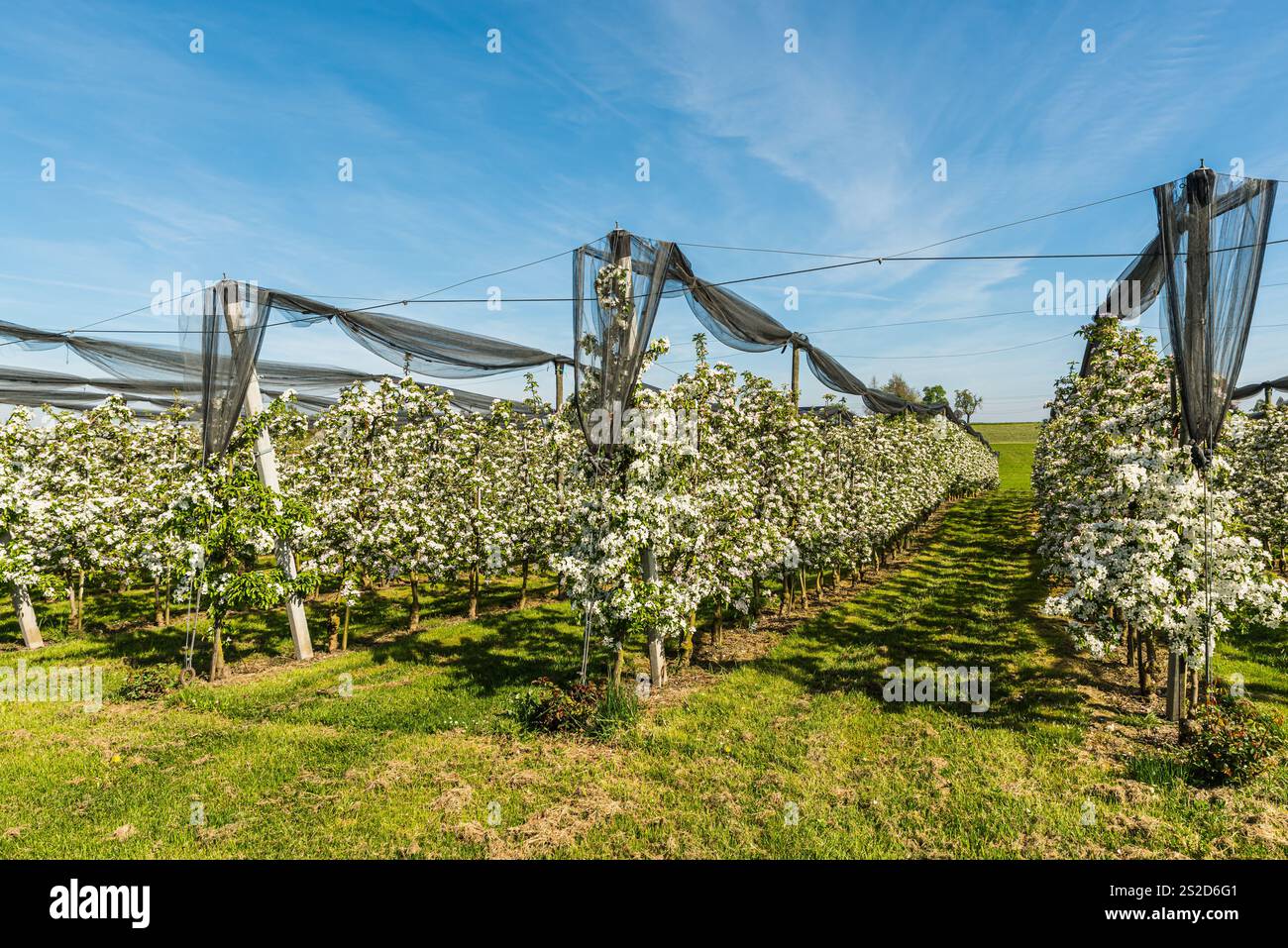 Frutteto con filari di meli in fiore, Egnach, Cantone di Thurgau, Svizzera Foto Stock