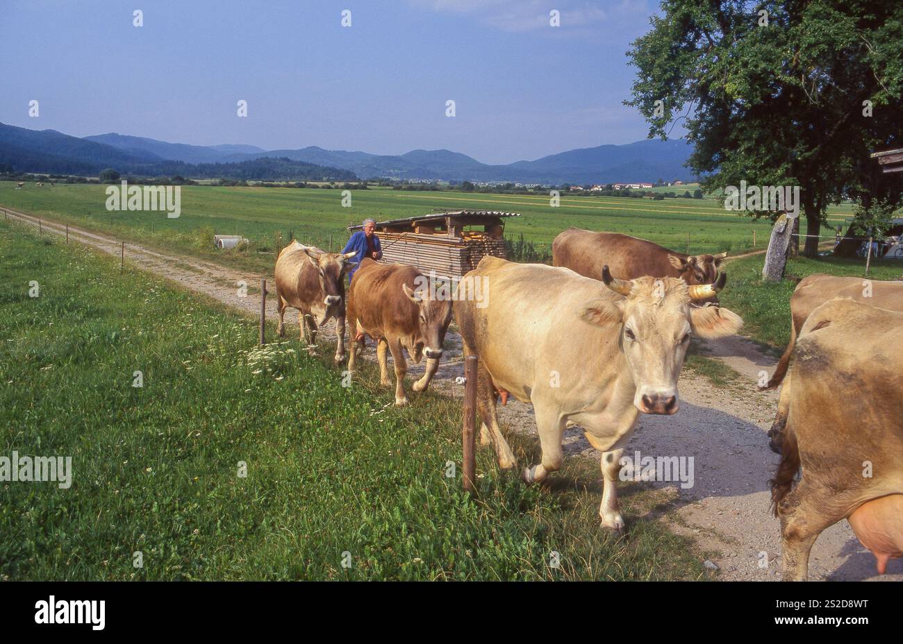 Slovenië,bij Cerknica brengt een boer zijn koeien naar de stal. Foto Stock