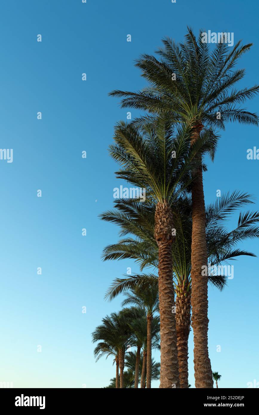 Un cielo azzurro e limpido fa da sfondo a diverse palme da dattero alte. Alba in Egitto. Foto Stock