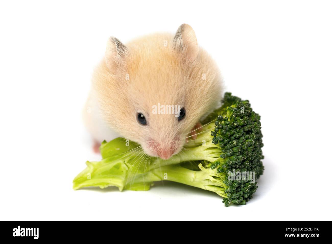 Adorabile criceto che mangia verdure verdi su sfondo bianco Foto Stock