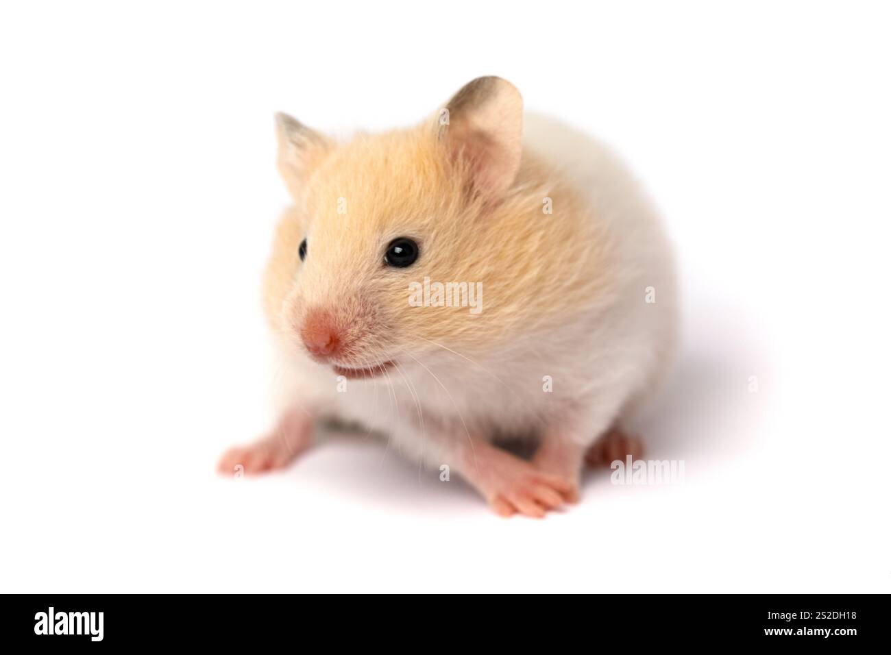 Criceto domestico isolato su sfondo bianco Foto Stock