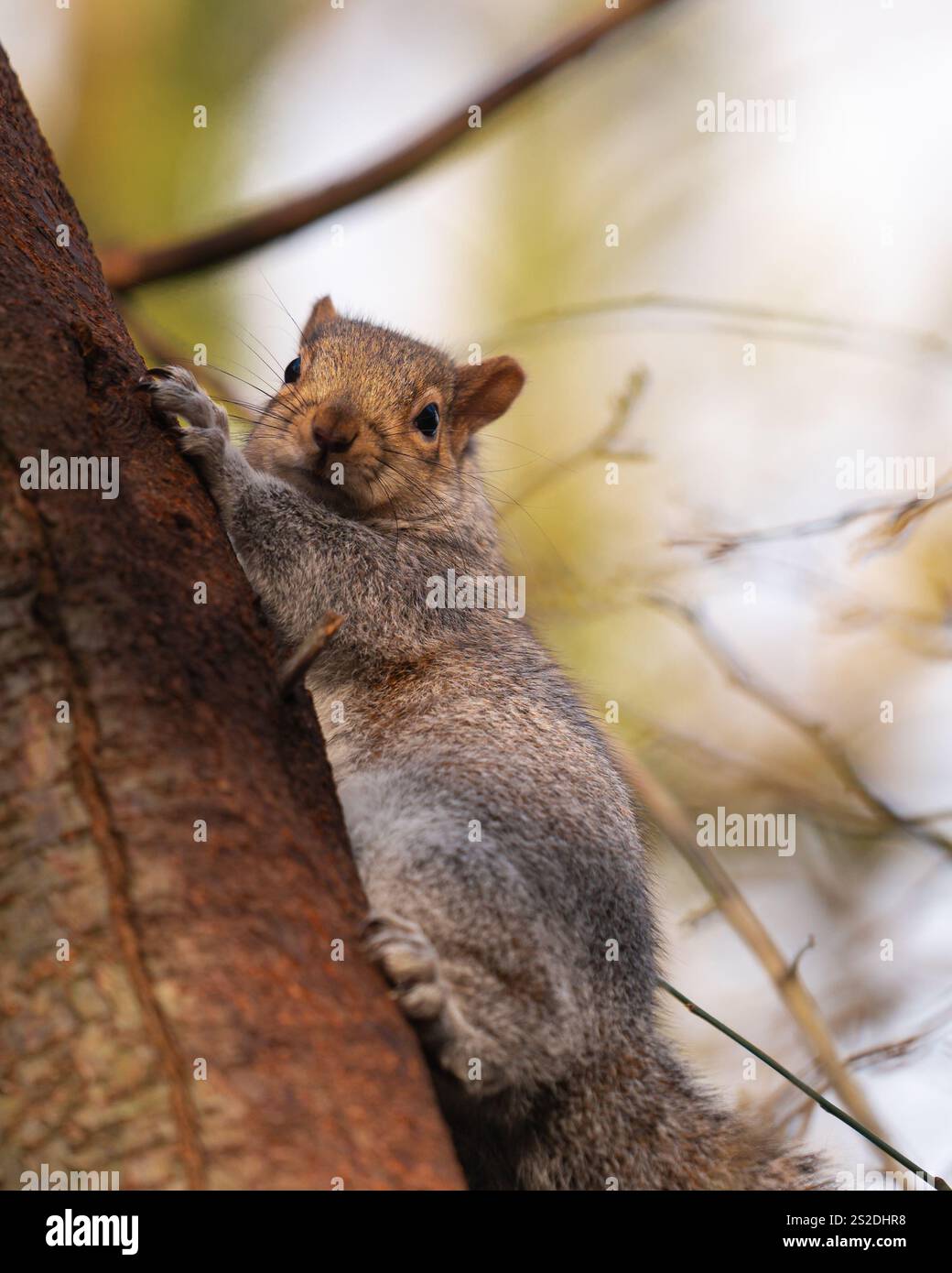 Scoiattoli grigi nella riserva naturale di Longton Brickcroft nel Lancashire, Inghilterra Foto Stock