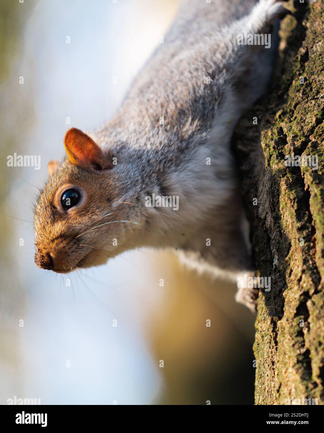 Scoiattoli grigi nella riserva naturale di Longton Brickcroft nel Lancashire, Inghilterra Foto Stock