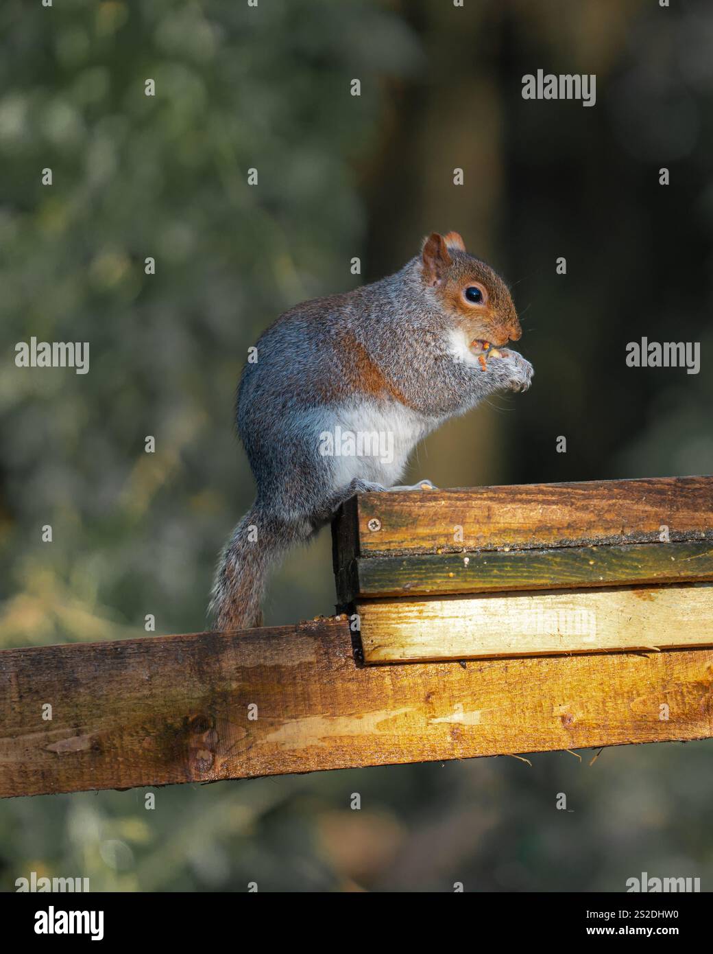 Scoiattoli grigi nella riserva naturale di Longton Brickcroft nel Lancashire, Inghilterra Foto Stock