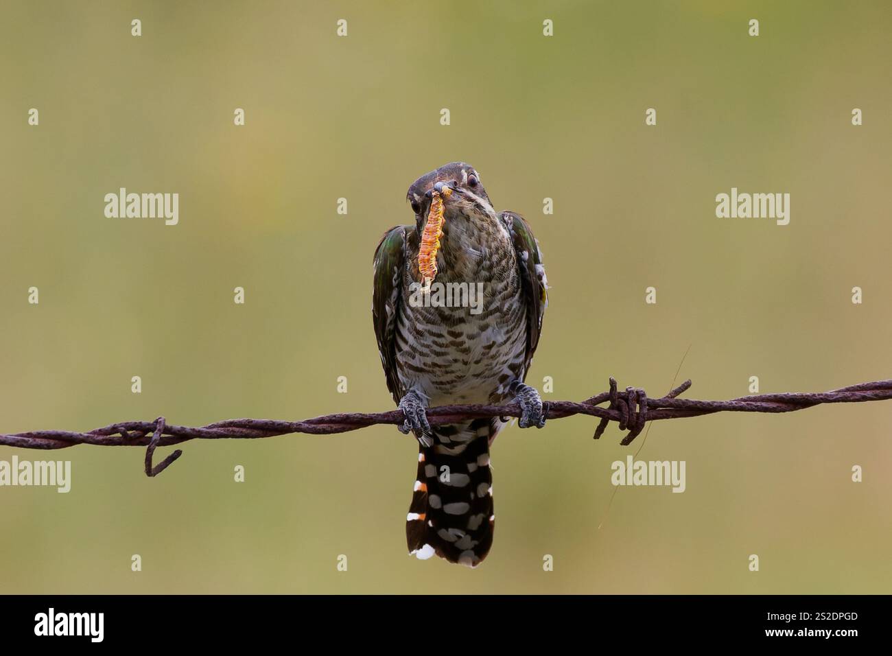 Diederik Cuckoo Foto Stock