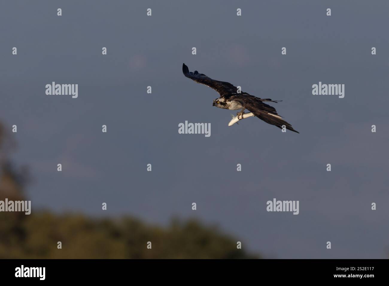 Uccello preda, Osprey (Pandion haliaetus) nelle paludi sarde. Italia. Foto Stock