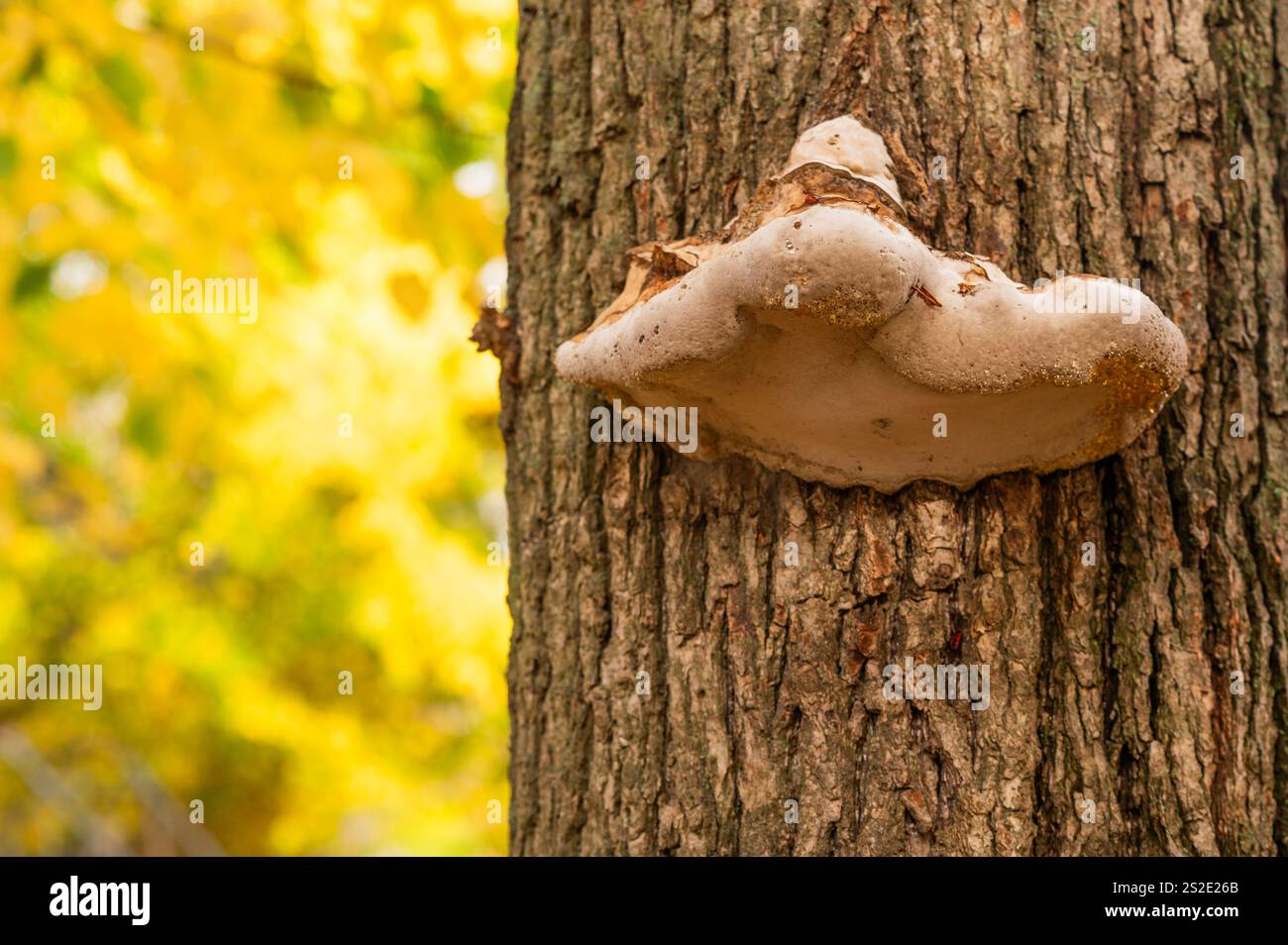 un fungo tinder su un tronco di albero. sfondo autunnale Foto Stock