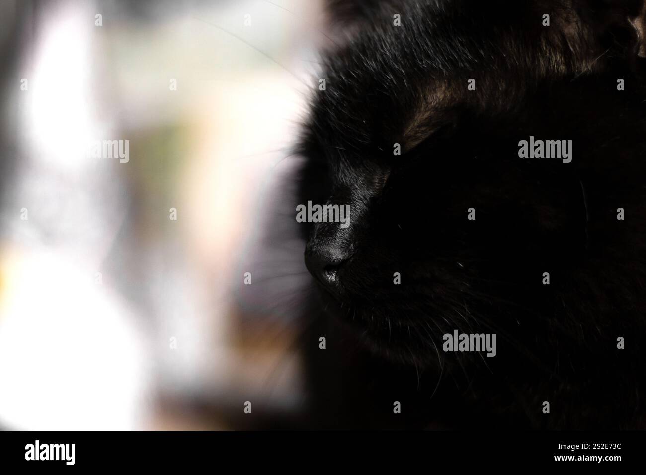 Profilo del gatto nero con messa a fuoco sul naso Foto Stock