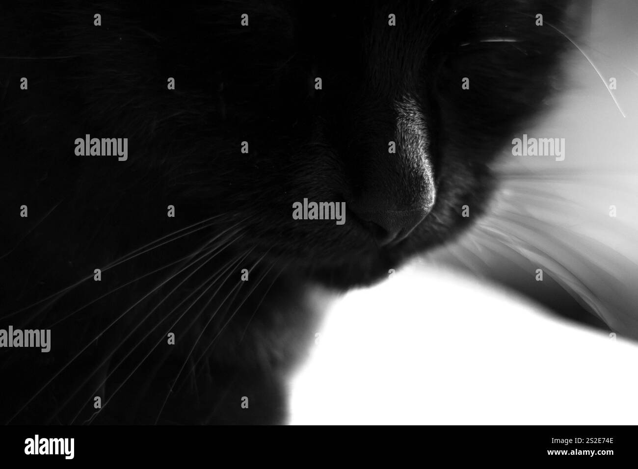 Primo piano del volto di un gatto nero in bianco e nero Foto Stock