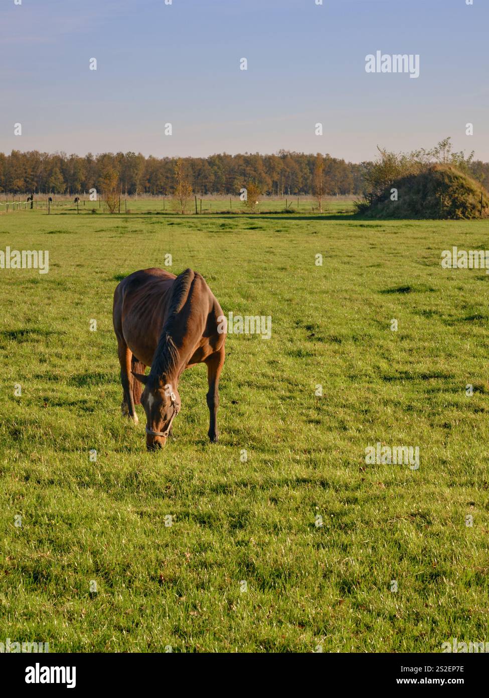 Un tranquillo cavallo bruno che pascolava su una lussureggiante erba verde in un pascolo soleggiato con un cielo azzurro. Tranquillo paesaggio rurale circondato dalla natura. Foto Stock
