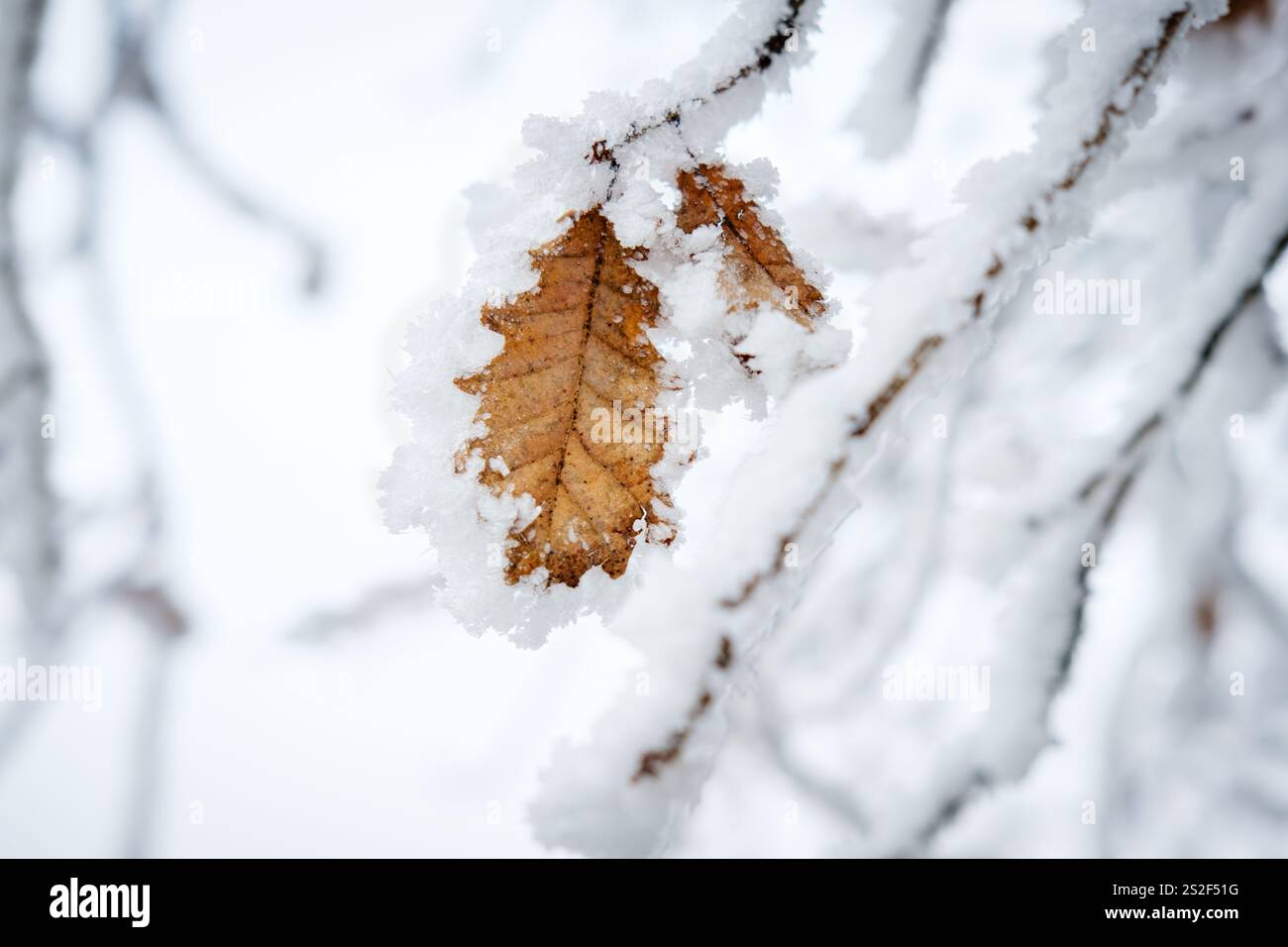 Una foglia di quercia ricoperta di gelo su un ramo ghiacciato la mattina d'inverno. Foto Stock