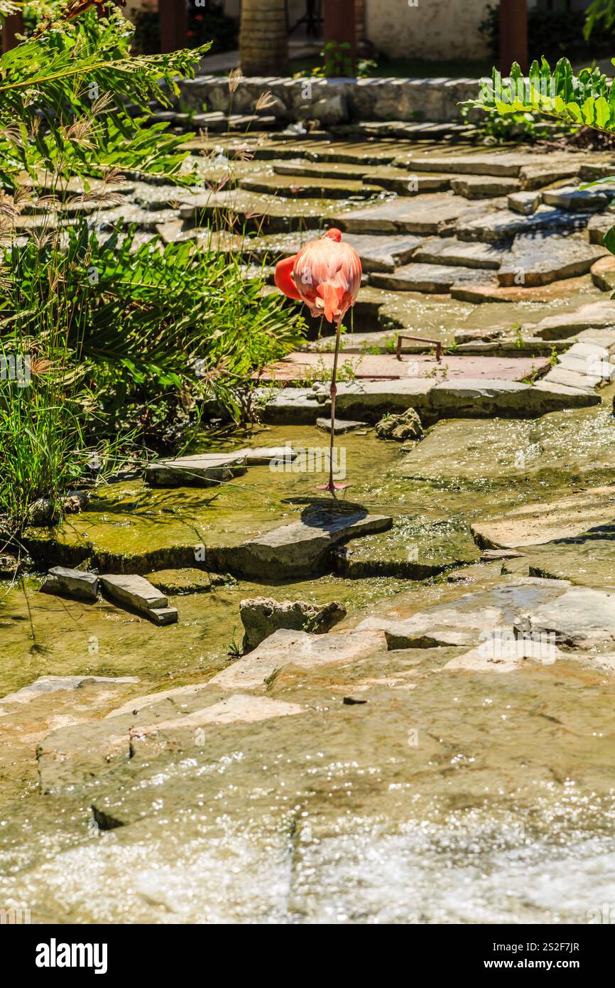 Un fenicottero rosa si trova in uno stagno con una passerella in pietra. Lo stagno è circondato da piante e rocce, creando un'atmosfera tranquilla e serena. La flam Foto Stock