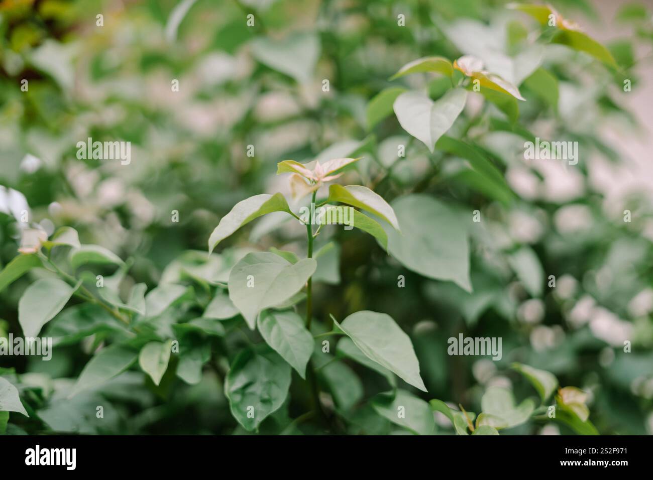 Urceola polymorpha è una specie di pianta in fiore della famiglia dogbane. È originaria dell'Indocina Foto Stock