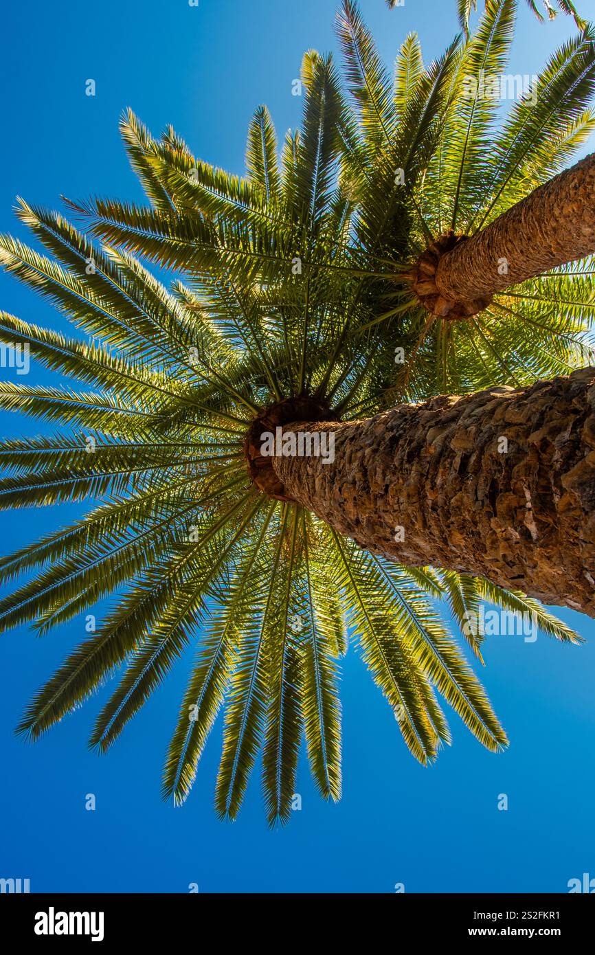 La vista dal basso di due palme Foto Stock