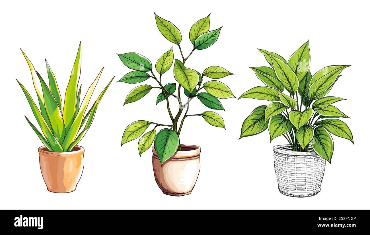 Set di illustrazioni vettoriali di piante in vaso da interni Illustrazione Vettoriale