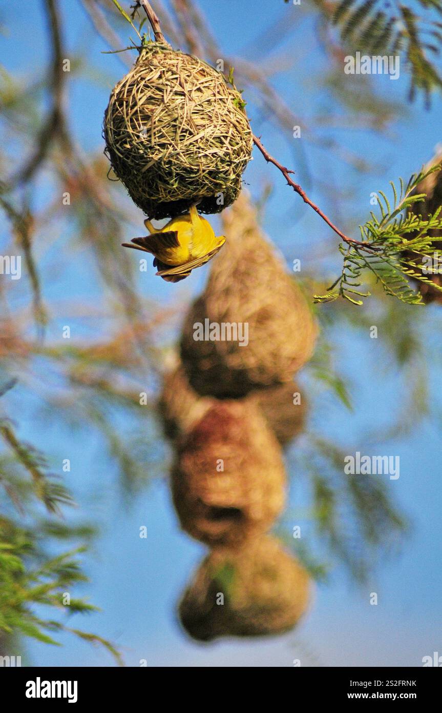 Gli uccelli tessitori costruiscono i loro nidi su un albero situato in una fattoria nel villaggio di GA-Maja a Limpopo, in Sudafrica. Foto Stock