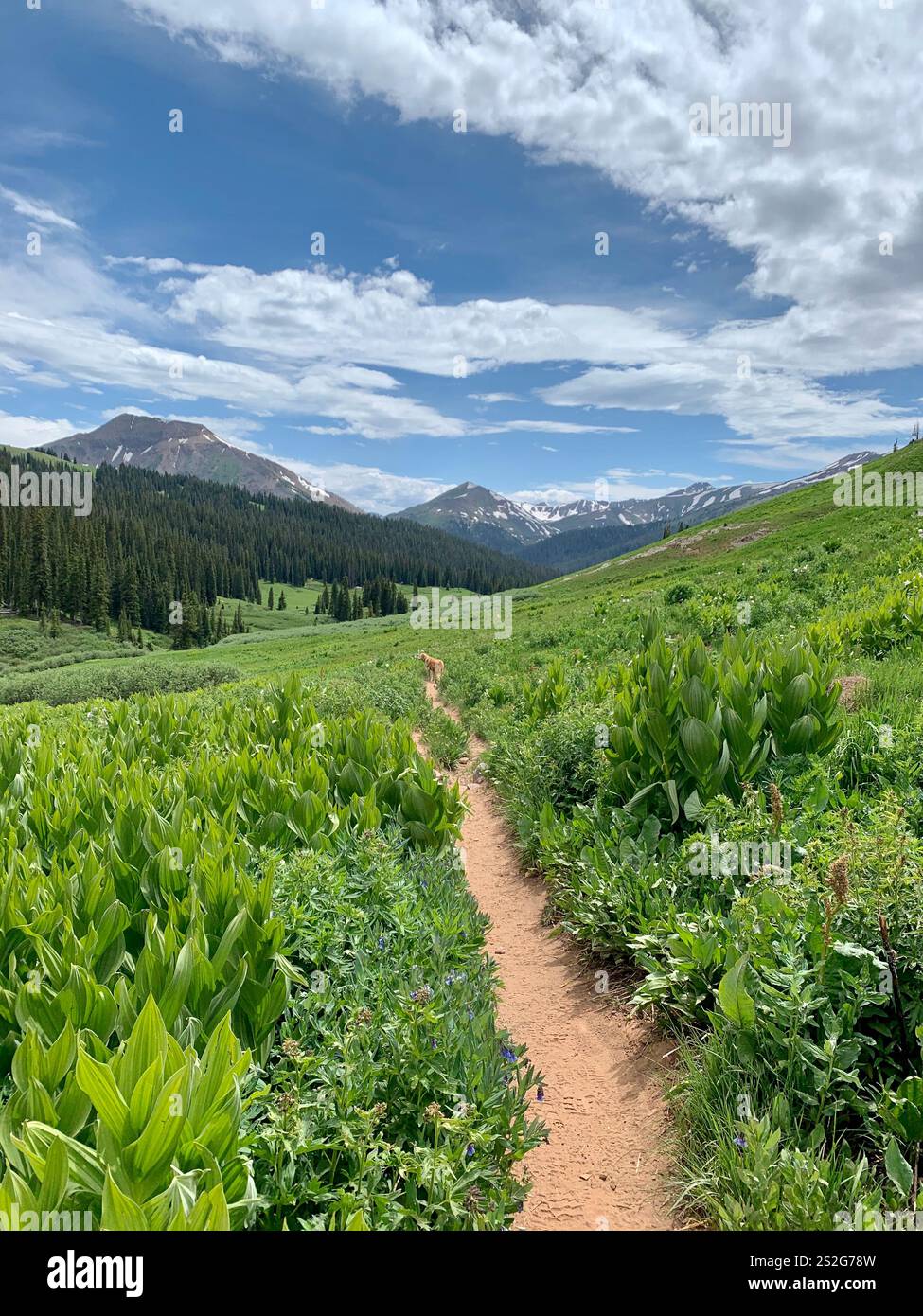 Sentiero escursionistico attraverso le montagne del Colorado che mostra vivaci prati verdi e vette maestose in lontananza. - Immagine stock catturata con smartphone