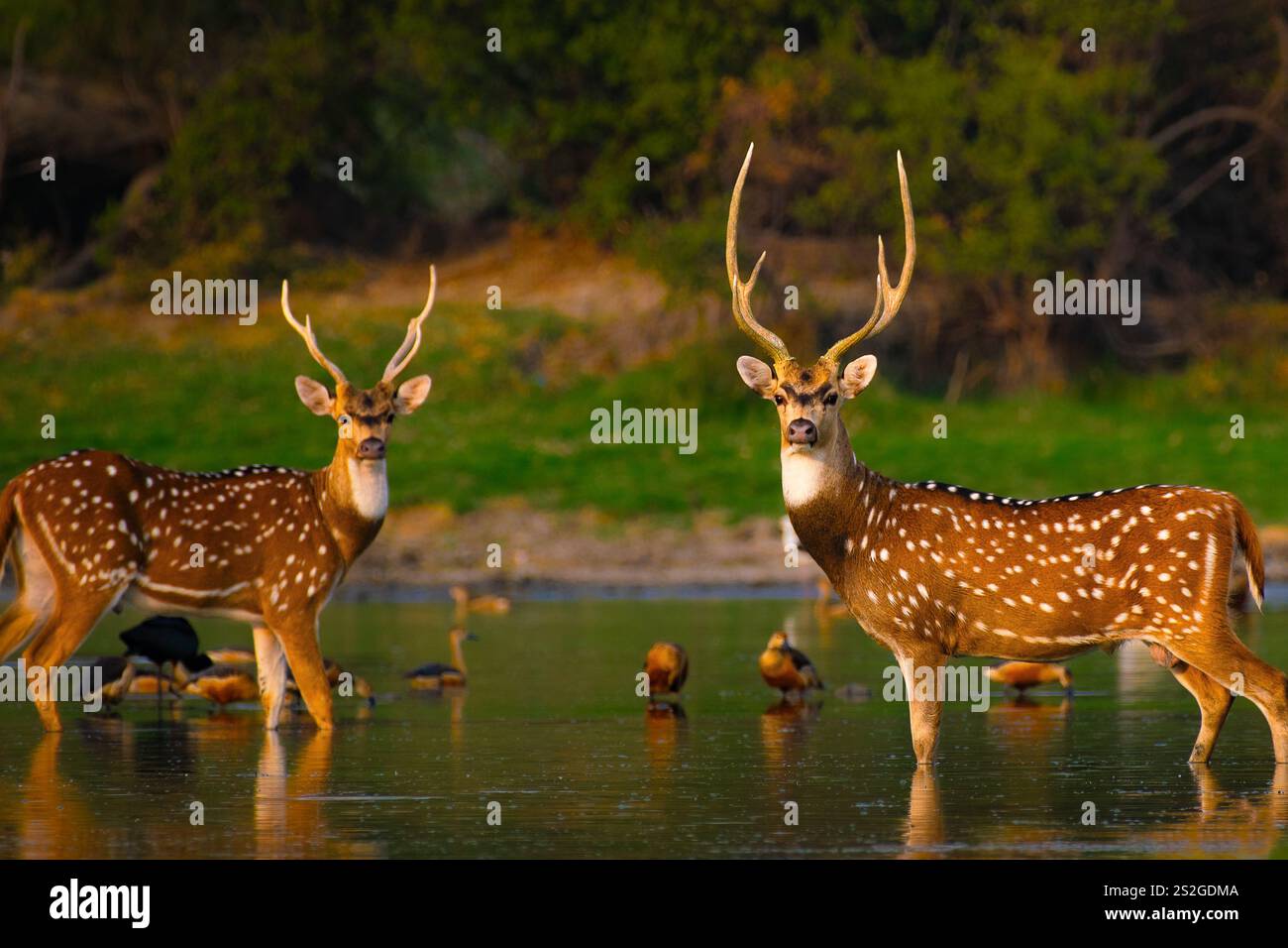 Maestoso cervo in piedi graziosamente in un tranquillo corpo d'acqua al Parco Nazionale di Keoladeo, circondato da anatre da guado e vegetazione lussureggiante. Foto Stock