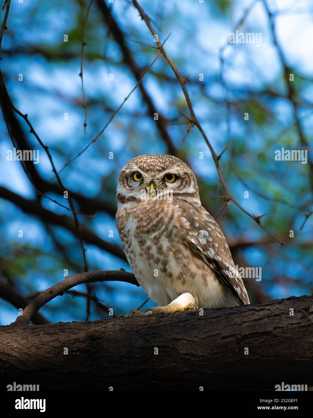 Un gufo maculato arroccato graziosamente tra i rami del Parco Nazionale di Keoladeo, incarnando la bellezza serena e l'eleganza tranquilla della natura selvaggia. Foto Stock