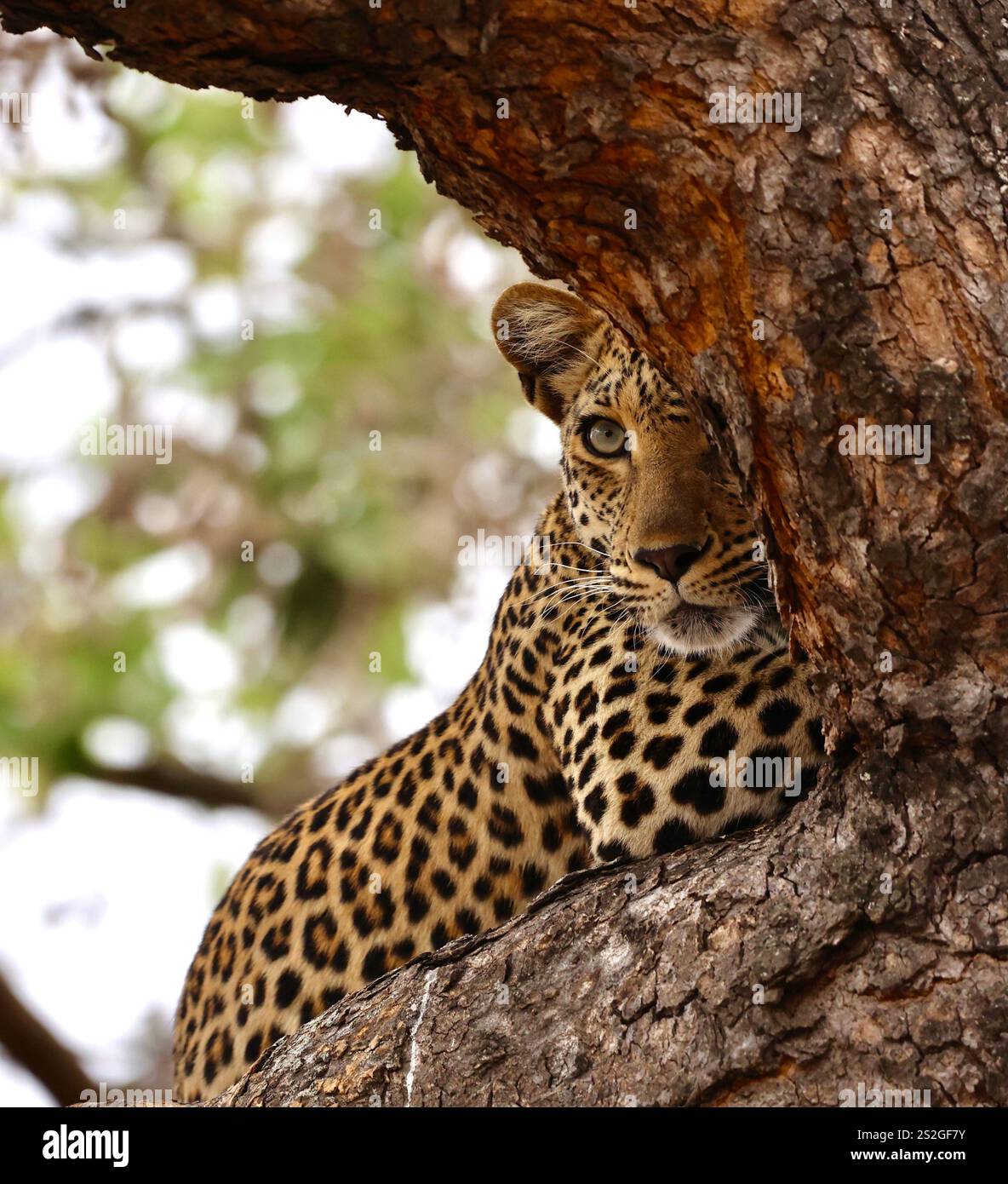 Splendido leopardo in un albero rilassante, ma tenendo d'occhio qualche antilope in lontananza. Foto Stock