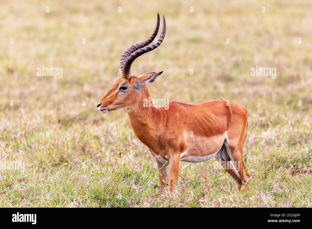 Impala maschile selvaggia, Kenya Foto Stock