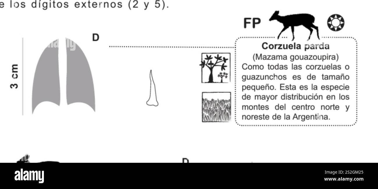 Razzo grigio (Subulo gouazoubira) Foto Stock