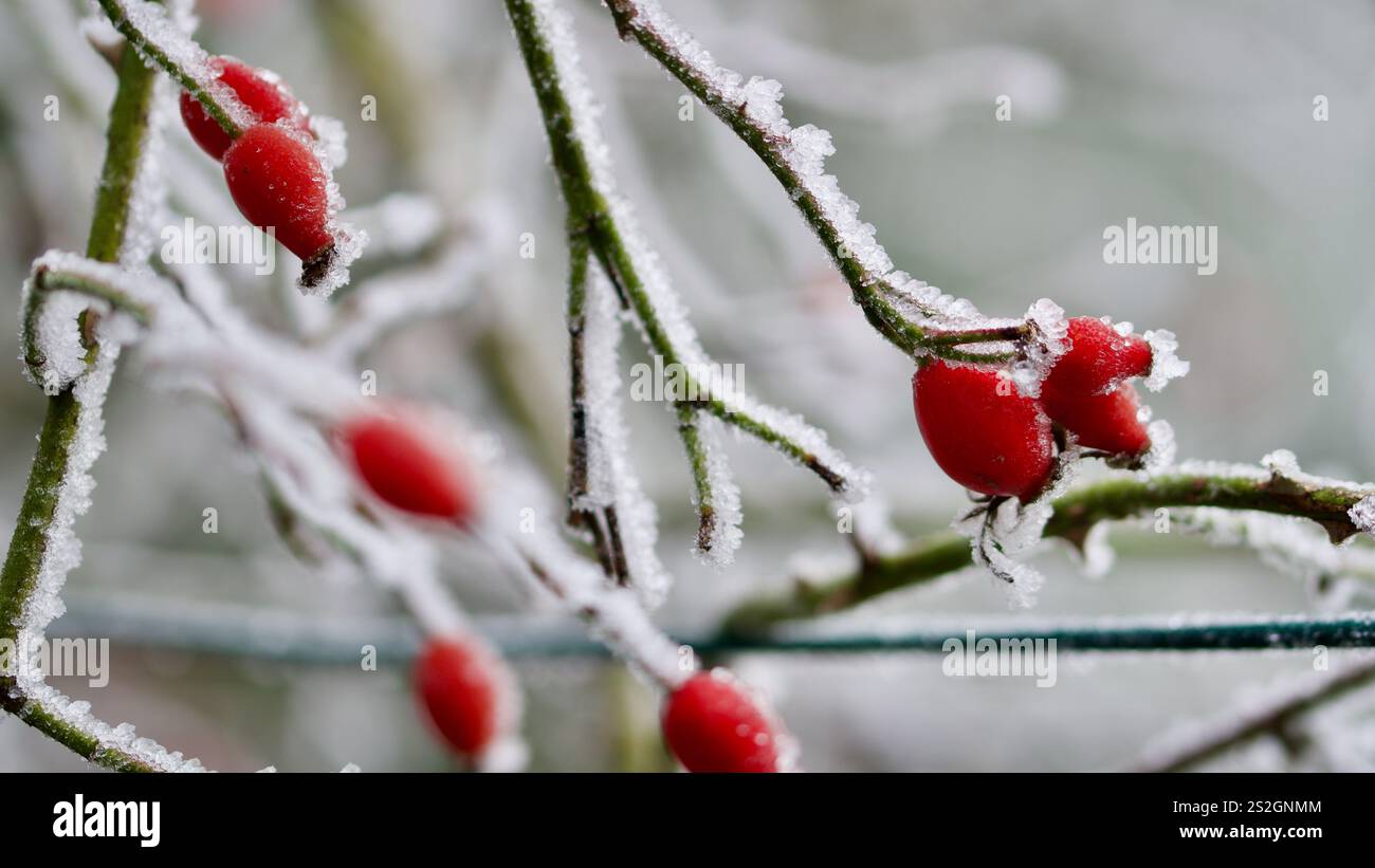 Fianchi rosa ricoperti di rombo in inverno. Foto Stock