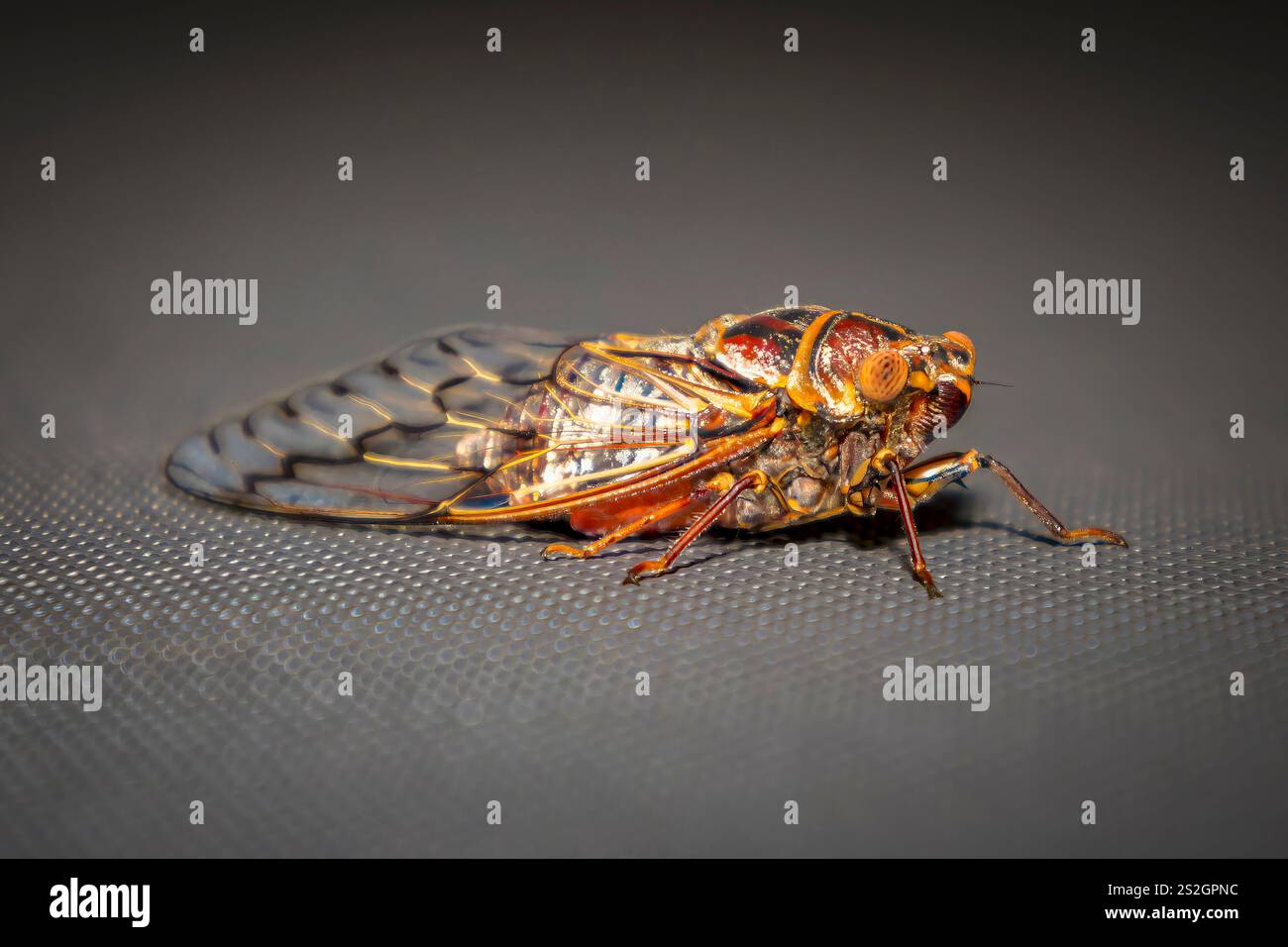 Fotografia di un insetto Cicada rumoroso che riposa sotto il sole estivo su un panno parasole nelle Blue Mountains nel nuovo Galles del Sud, Australia. Foto Stock