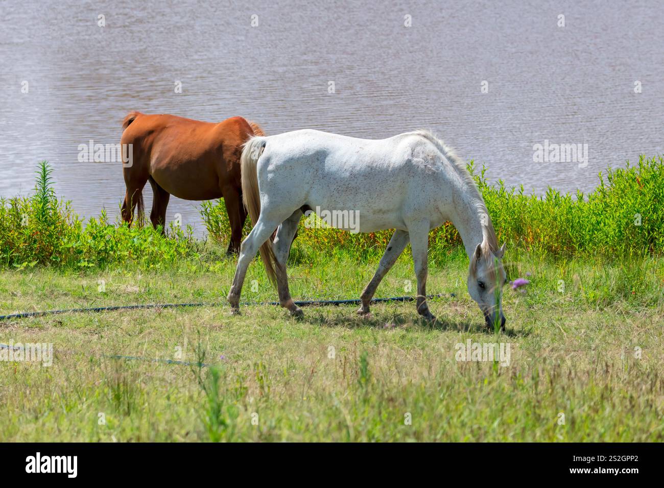 Fotografia di due cavalli che pascolano su una lussureggiante erba verde in un prato aperto vicino a una riserva d'acqua dolce nel nuovo Galles del Sud, Australia. Foto Stock