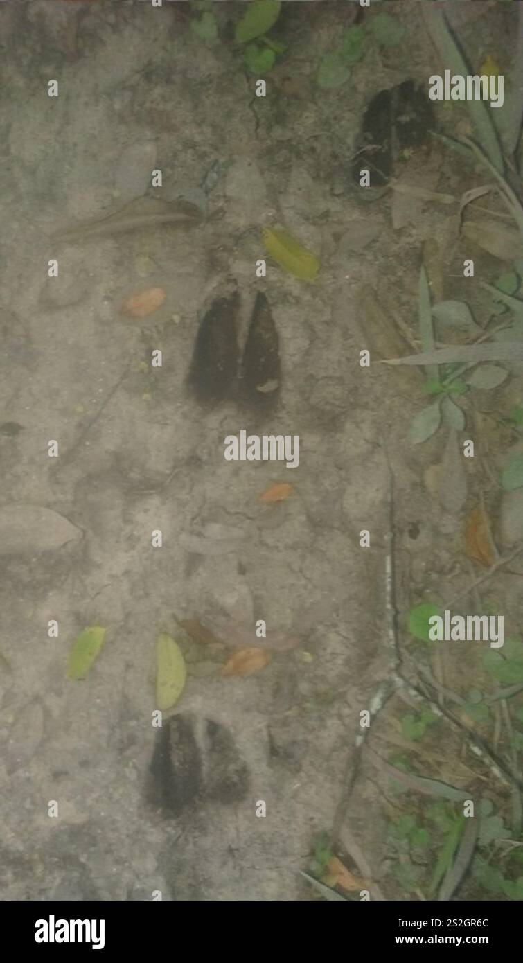 Razzo grigio (Subulo gouazoubira) Foto Stock