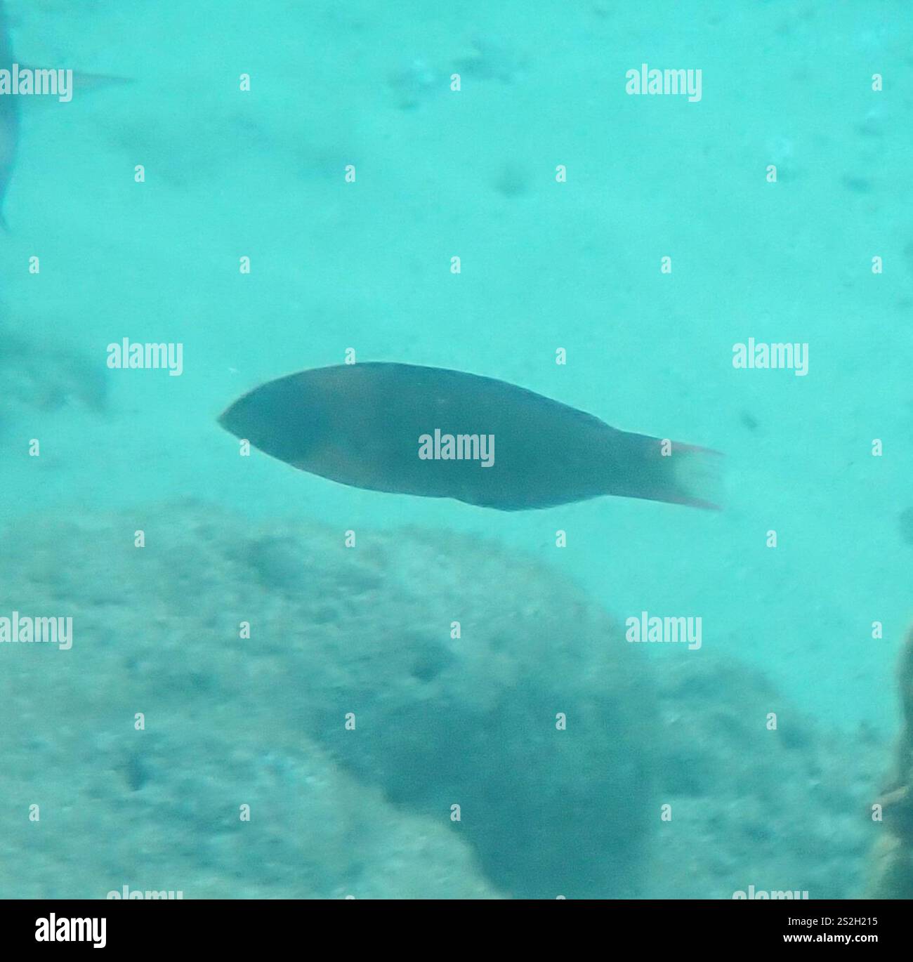 Sella Wrasse (Thalassoma duperrey) Foto Stock