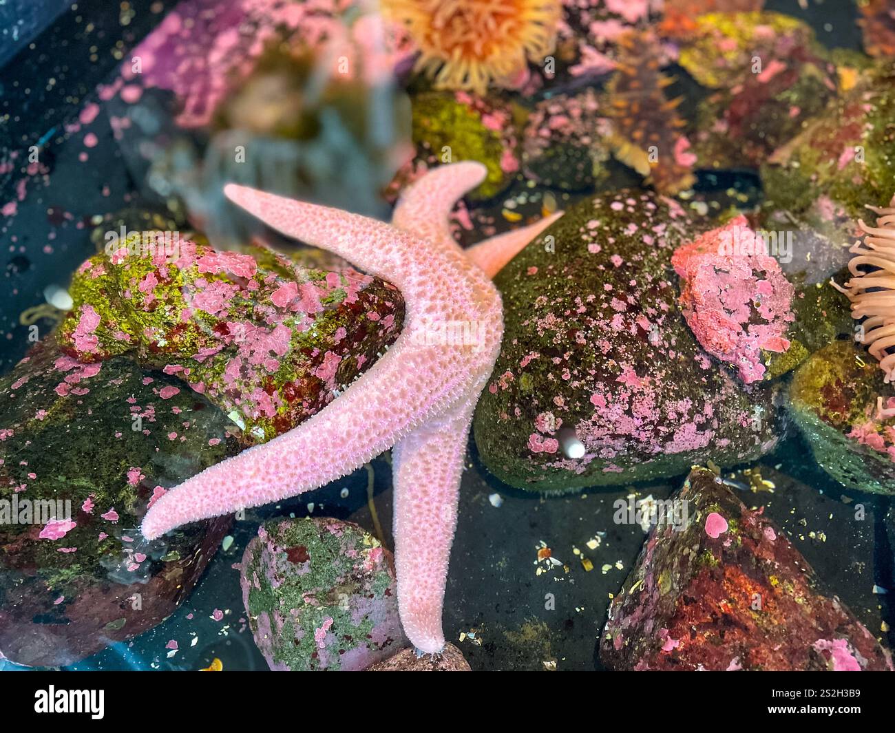 Graziosa stella marina rosa che colpisce una ballerina in posa in un acquario. Foto artistiche. Foto Stock