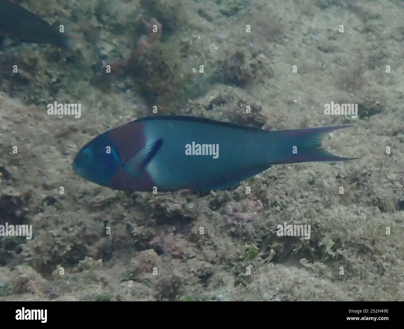 Sella Wrasse (Thalassoma duperrey) Foto Stock