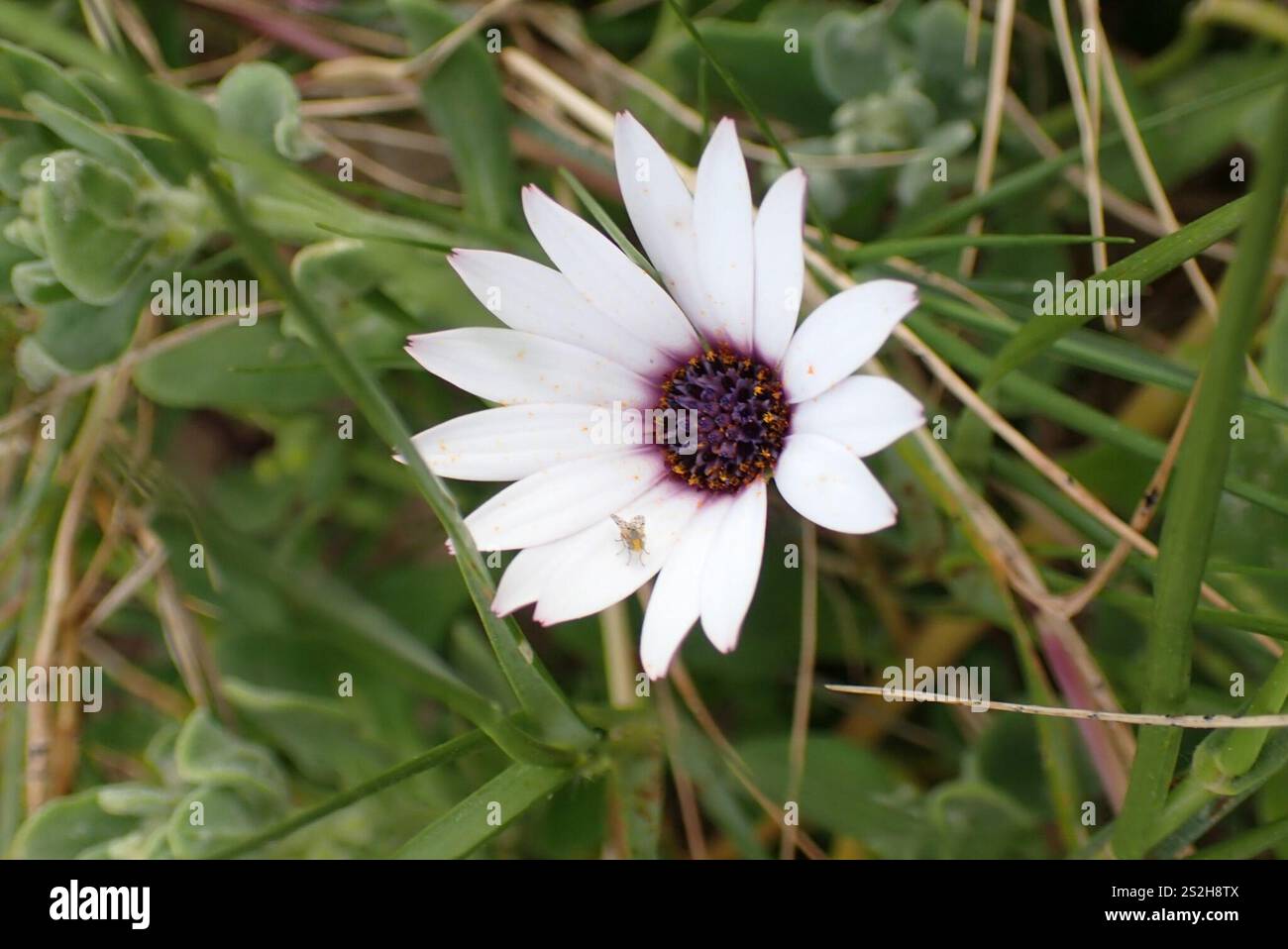 Margherite africana (Dimorphotheca fruticosa) Foto Stock