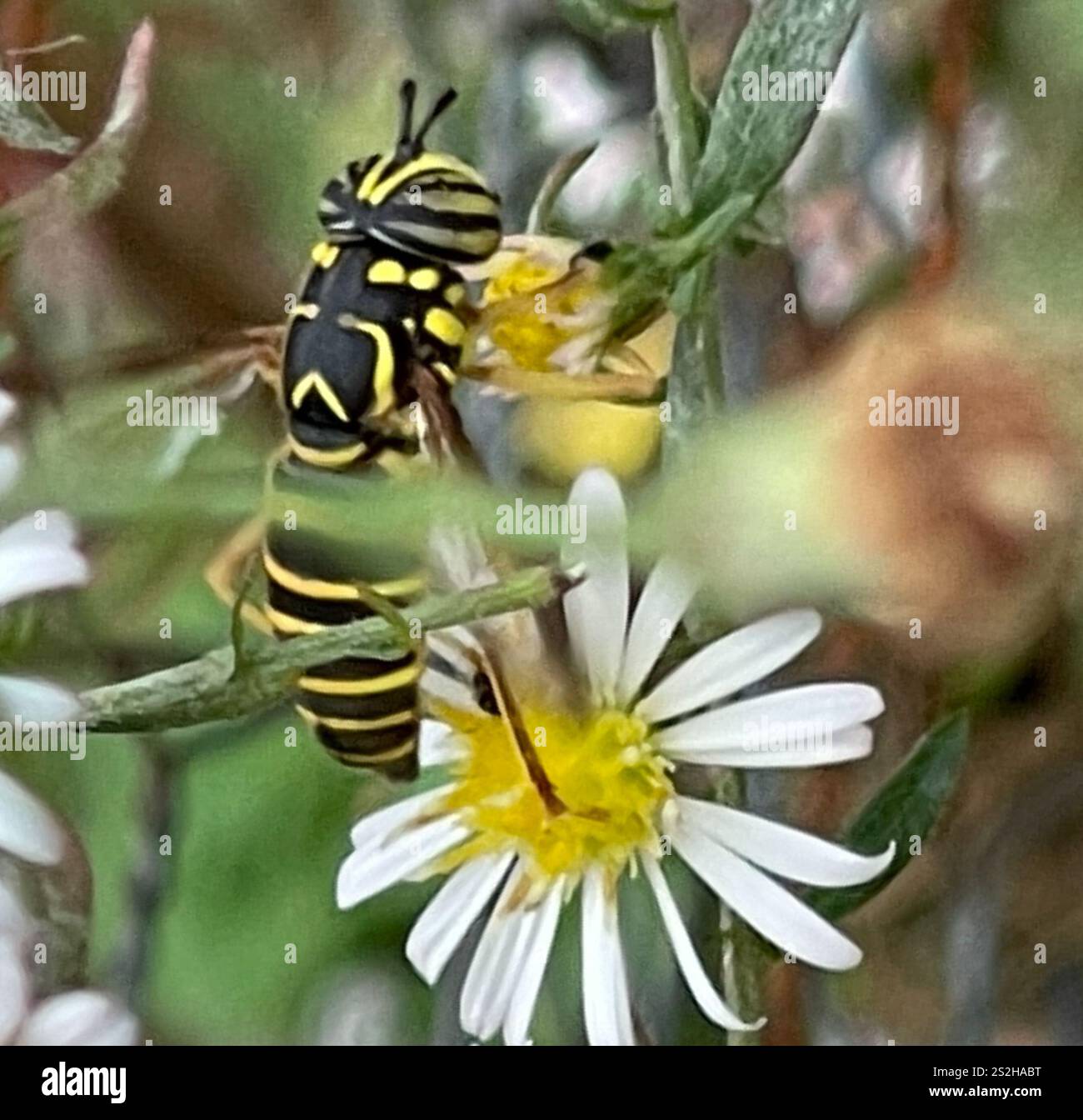 Volo sul calabrone orientale (Spilomyia longicornis) Foto Stock