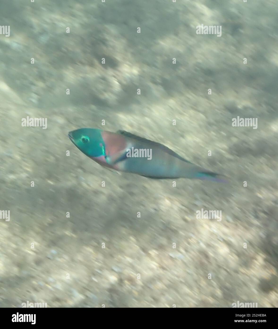 Sella Wrasse (Thalassoma duperrey) Foto Stock
