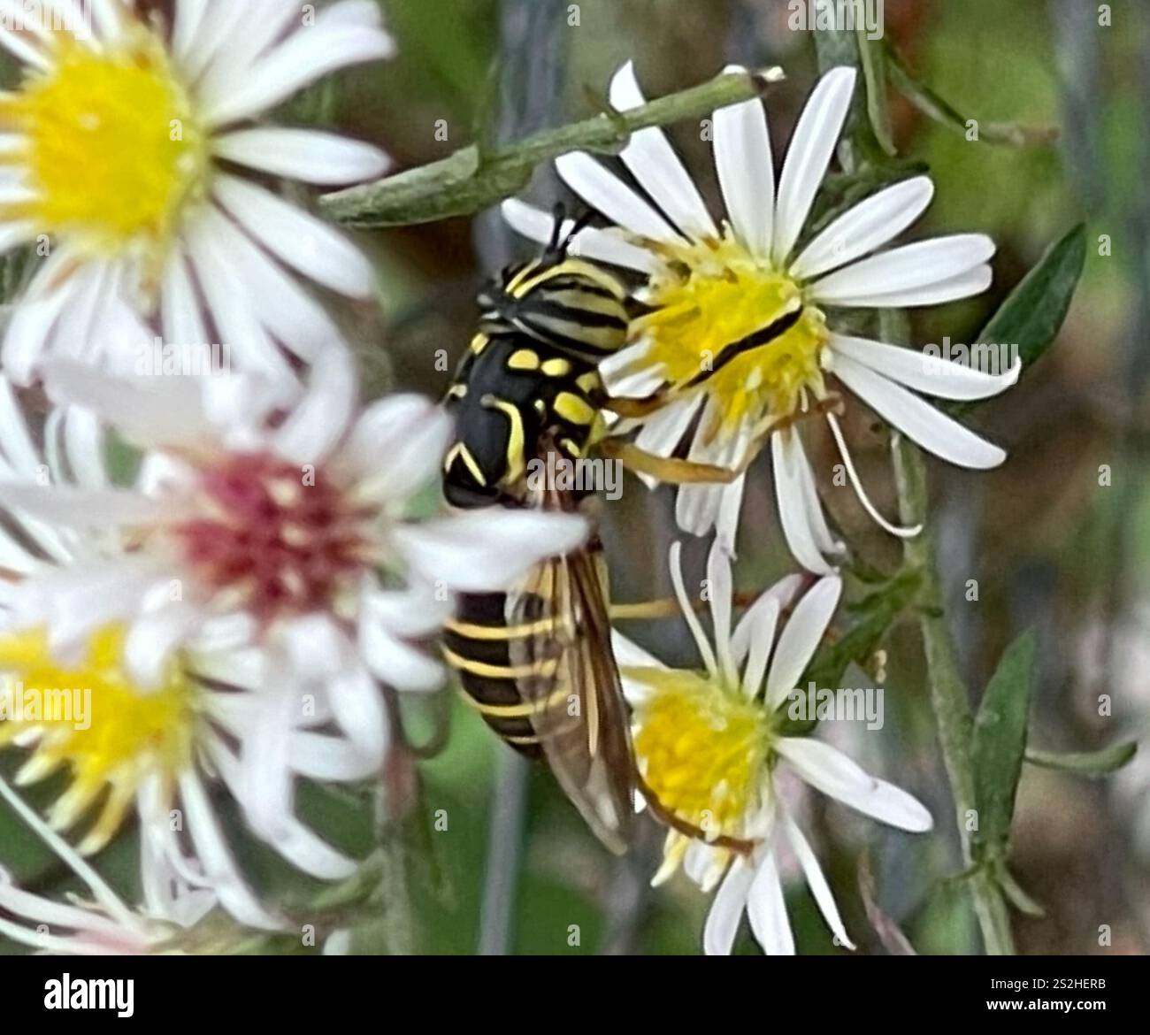 Volo sul calabrone orientale (Spilomyia longicornis) Foto Stock