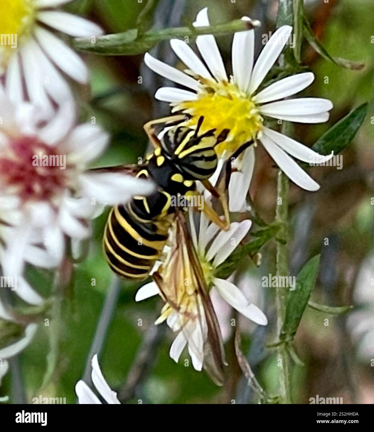 Volo sul calabrone orientale (Spilomyia longicornis) Foto Stock