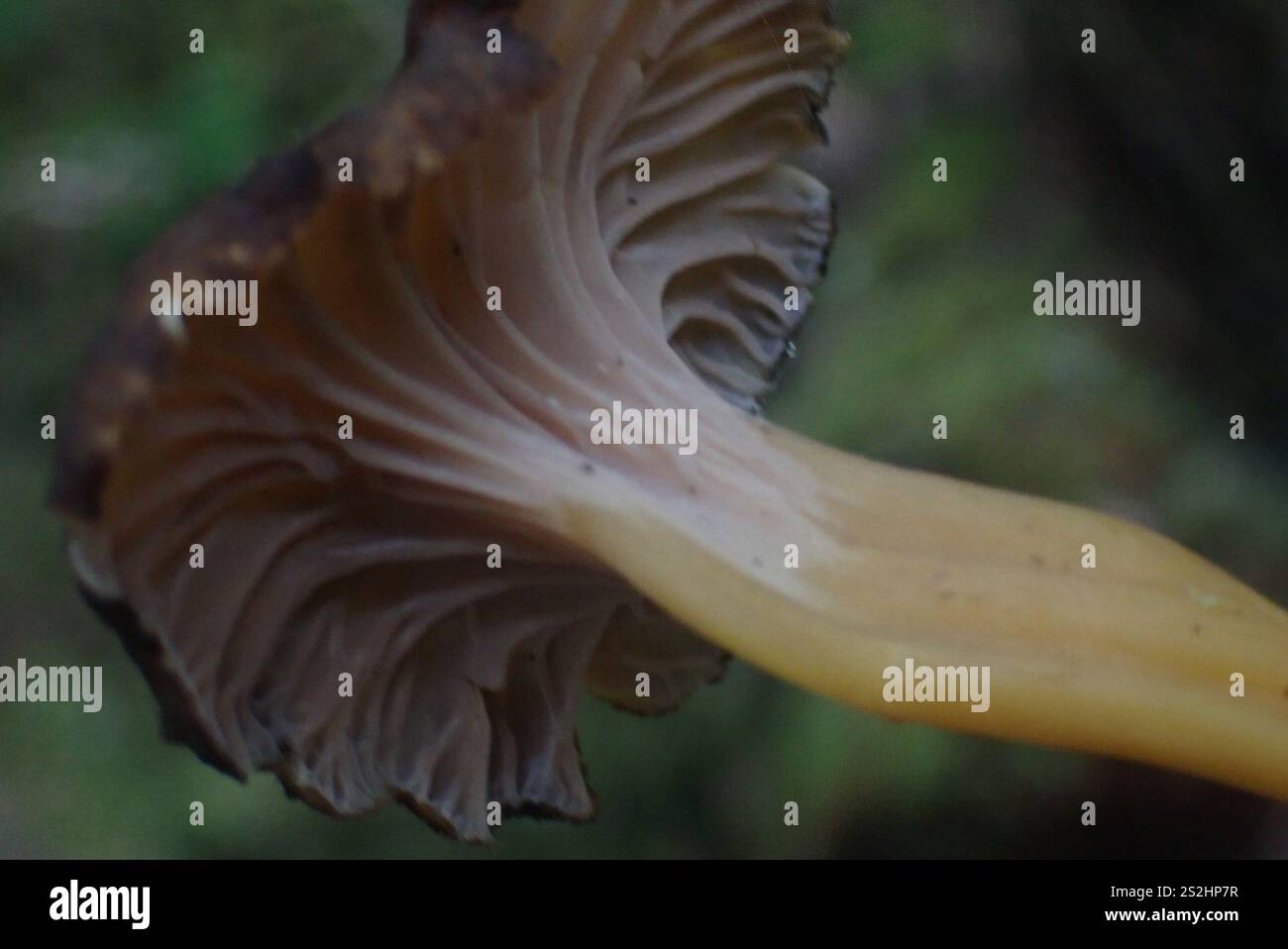 Zampe (Craterellus tubaeformis) Foto Stock