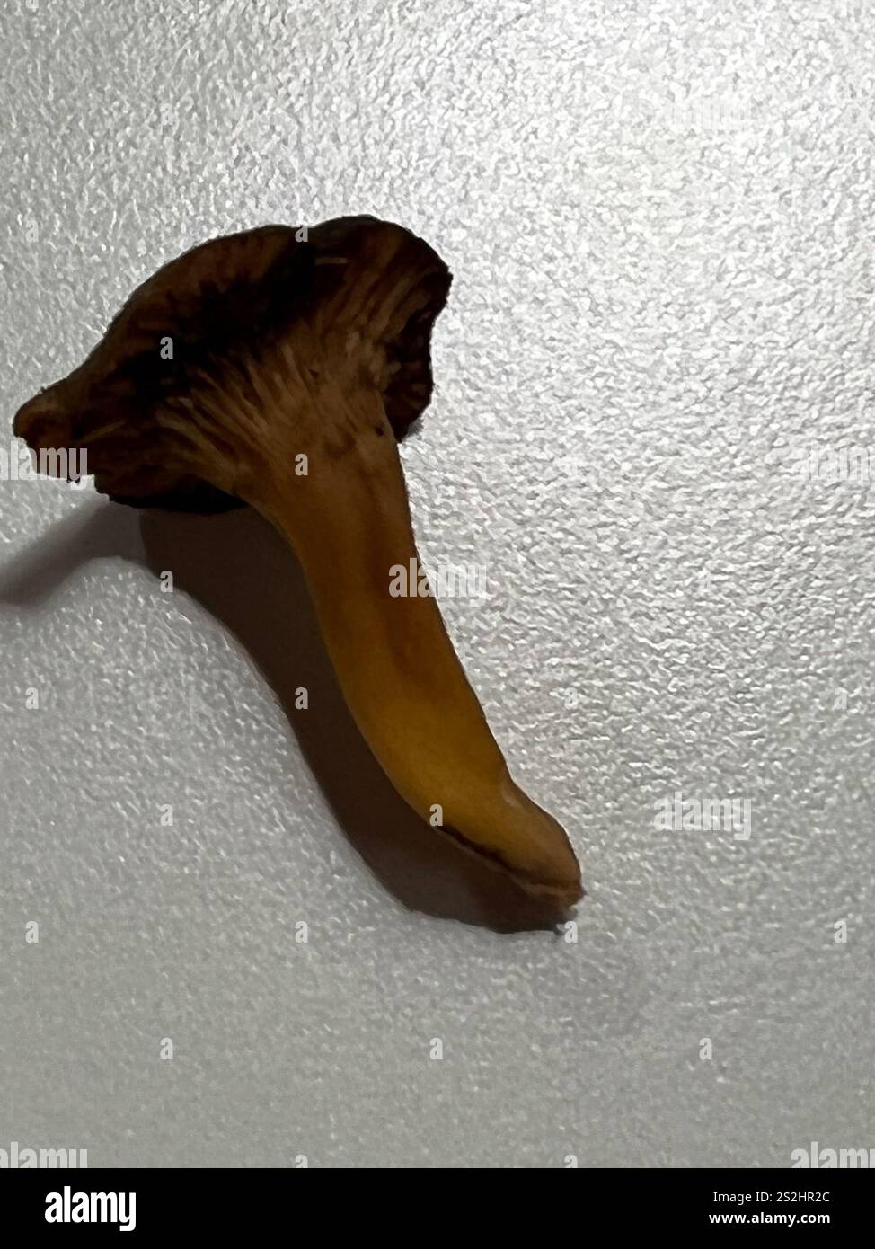 Piede giallo (Craterellus lutescens) Foto Stock