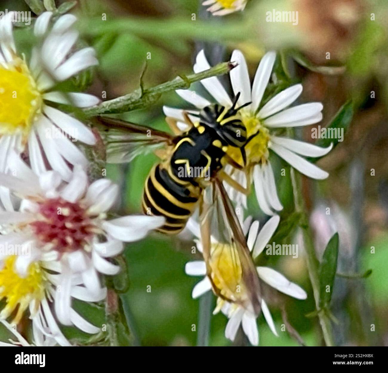 Volo sul calabrone orientale (Spilomyia longicornis) Foto Stock