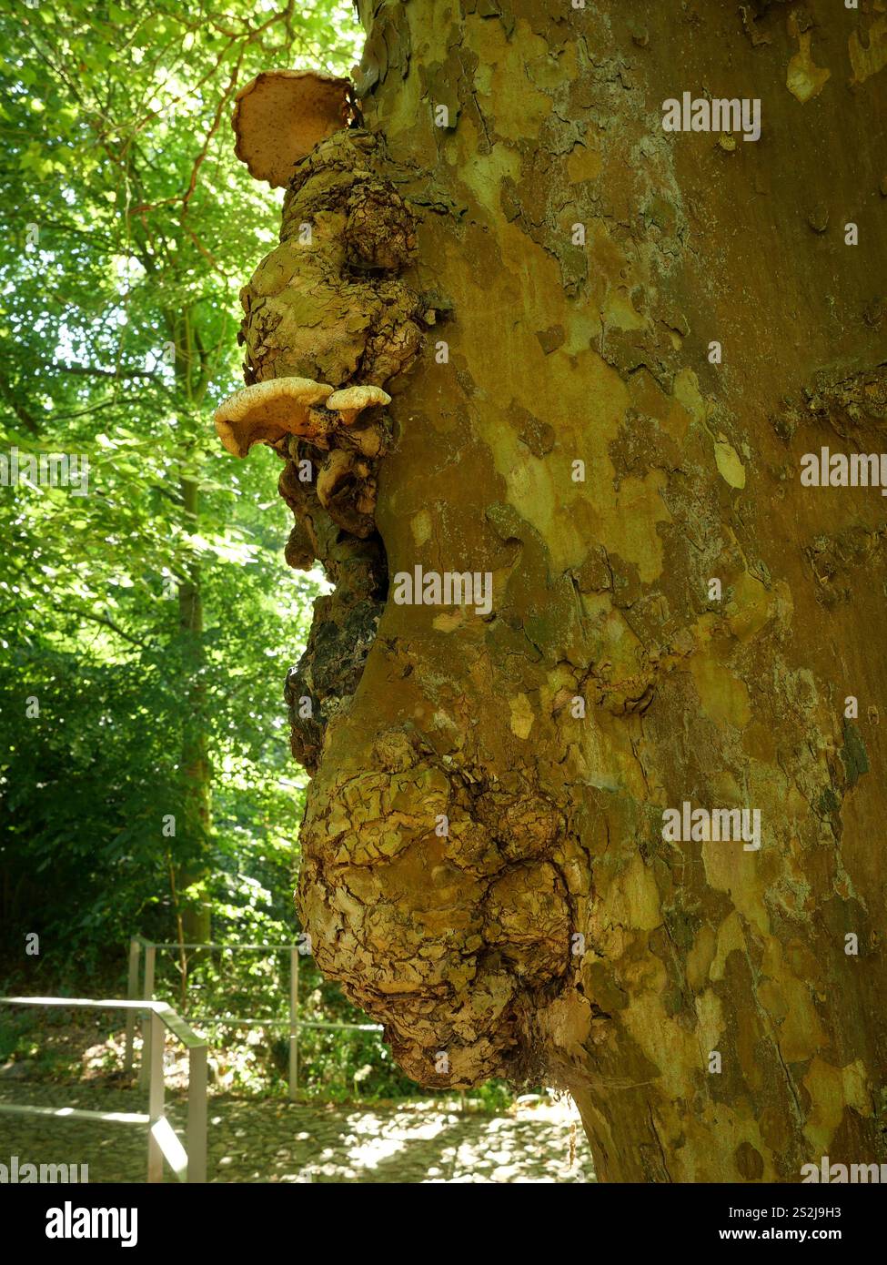 Un burrone su un vecchio albero, permeato da sottili fili fungini. I funghi colonizzano il burl e creano un'opera d'arte naturale unica. Foto Stock